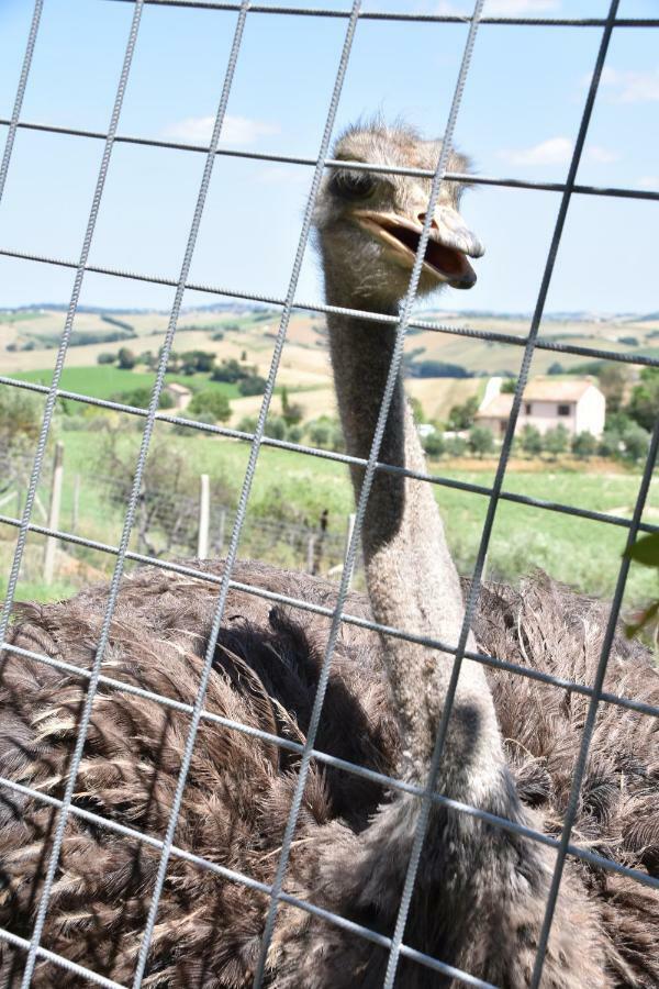 Fattoria Country Village Montecarotto Luaran gambar